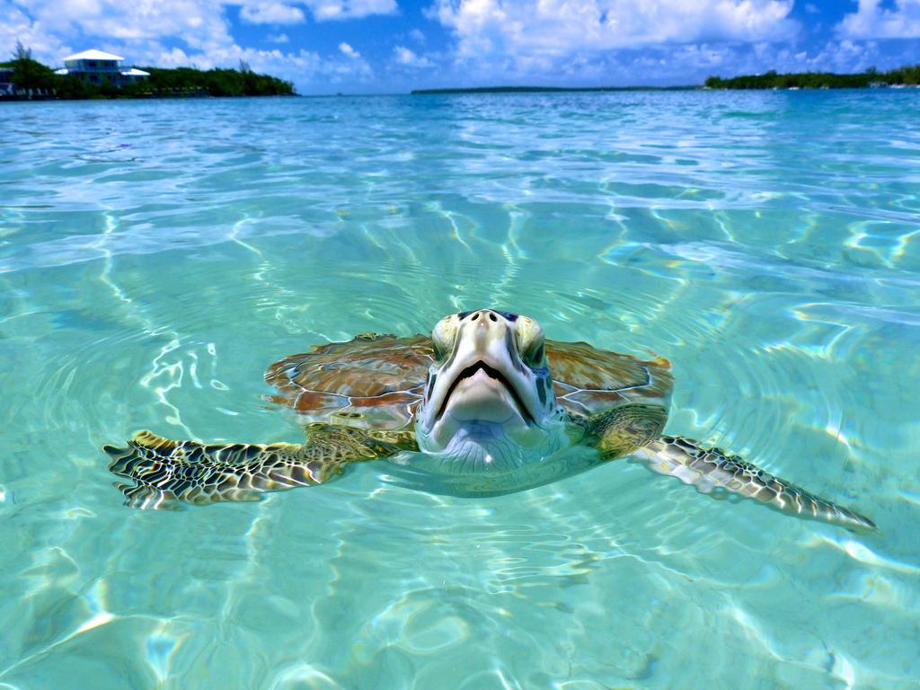 Bluff House Beach Resort & Marina Green Turtle Cay Exterior photo